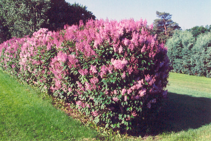 Syringa pres Minuet 