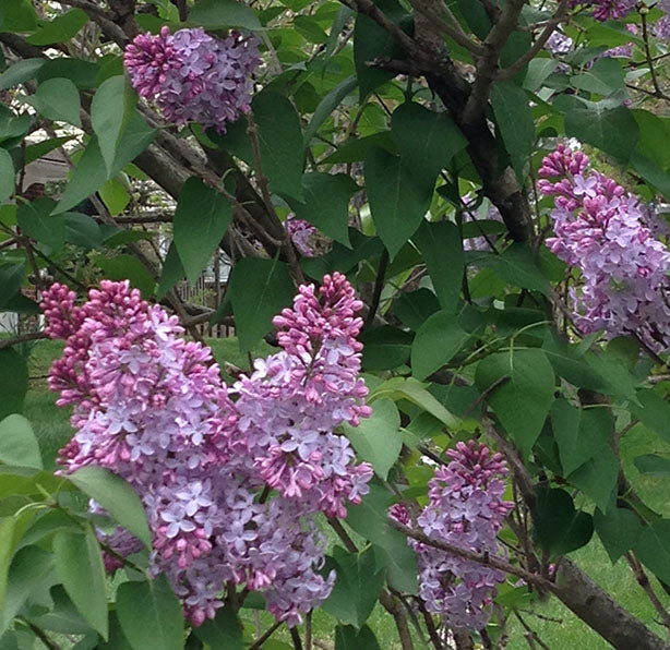 Syringa h Sweetheart 