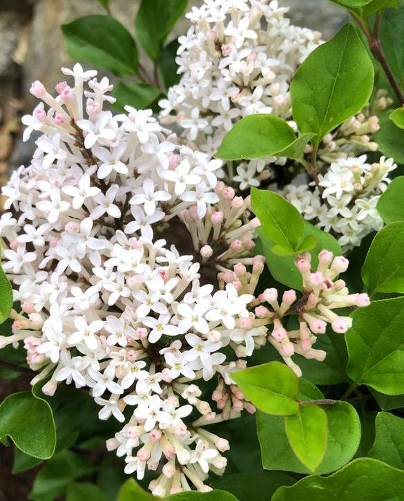 Syringa meyeri Pearl Potion 