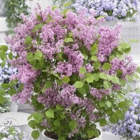 Syringa meyeri Flowerfesta Pink std 