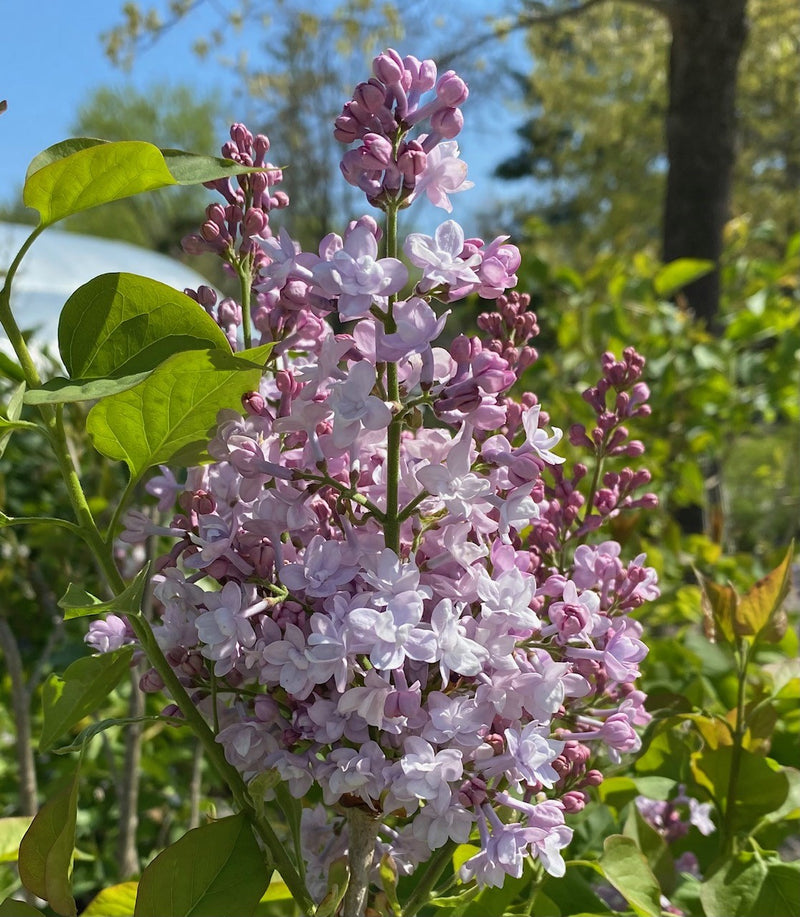 Syringa h Pocahontas 