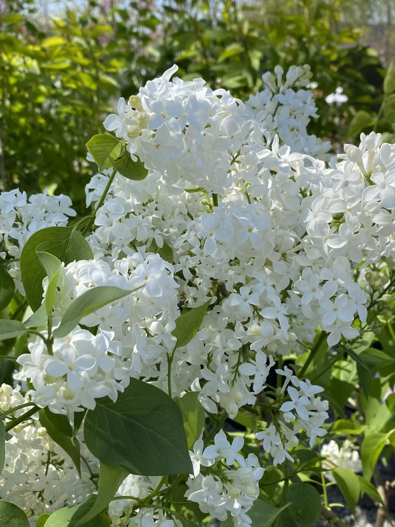 Syringa v Fiala Remembrance 