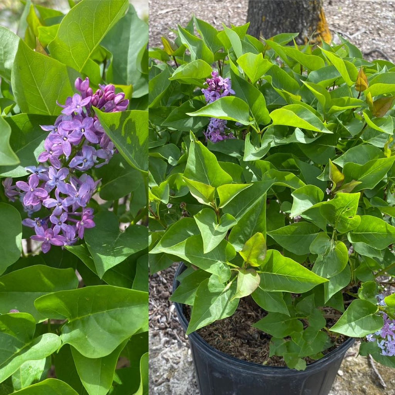 Syringa v Prairie Petite 