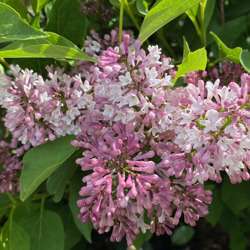 Syringa x Baby Kim 