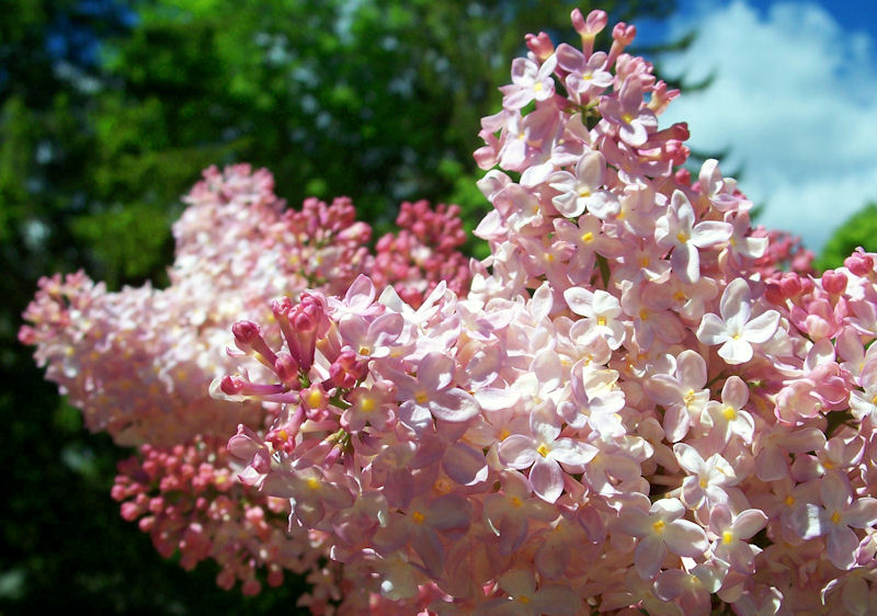 Syringa x Crimson Doll 