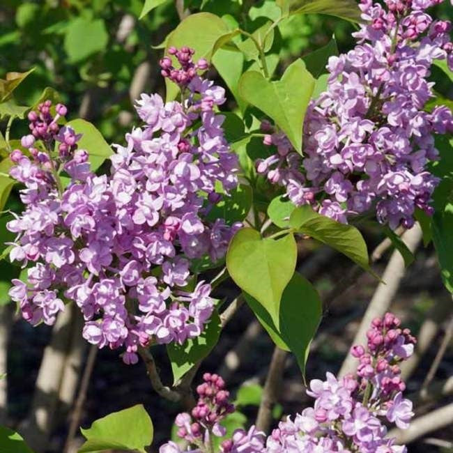 Syringa x Double Blue 