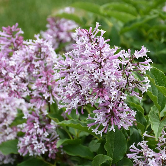 Syringa x Little Lady 