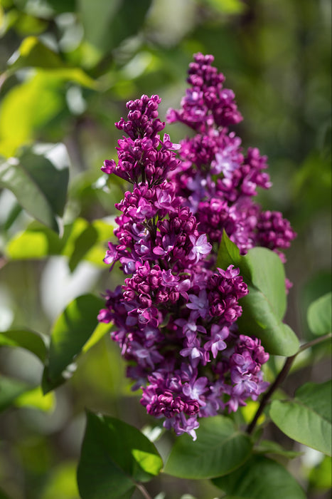 Syringa x Virtual Violet 