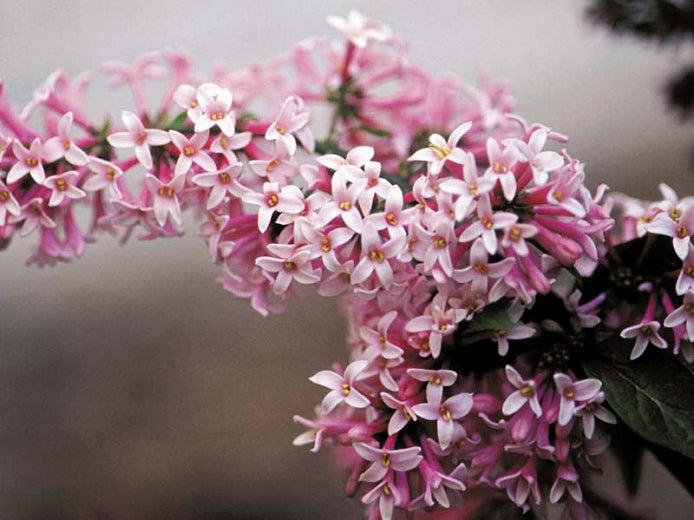 Syringa pres Miss Canada 