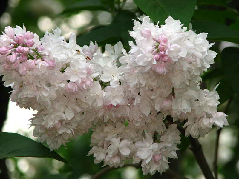 Syringa v Beauty of Moscow 