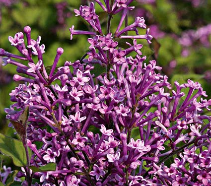 Syringa x Bloomerang std 