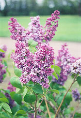 Syringa h Evangeline 