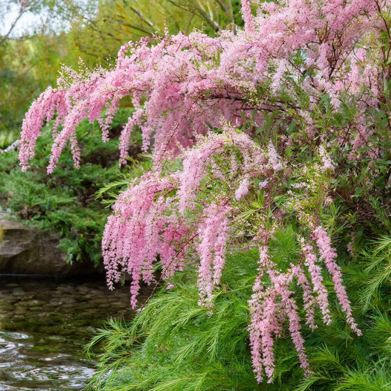 Tamarix ram Pink Cascade 