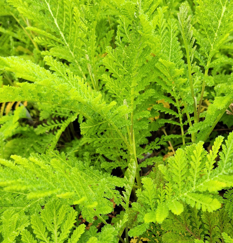 Tanacetum crispum 