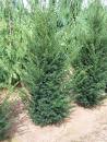 Taxus bac Hopkins Giant 4&