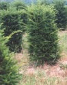 Taxus c columnaris 7&