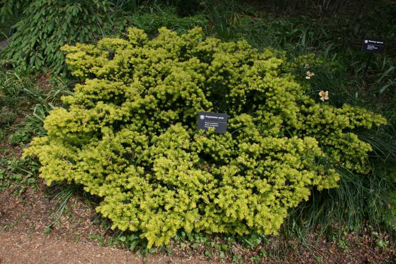 Taxus c nana aurescens 