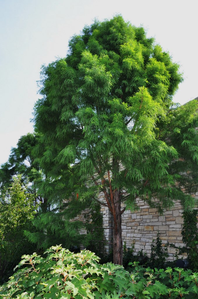 Taxodium d Shawnee Brave HB 4"