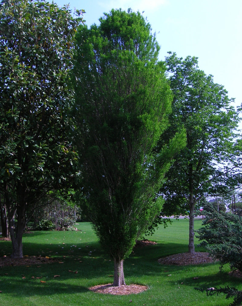 Taxodium d Lindsey&