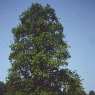 Taxodium distichum 