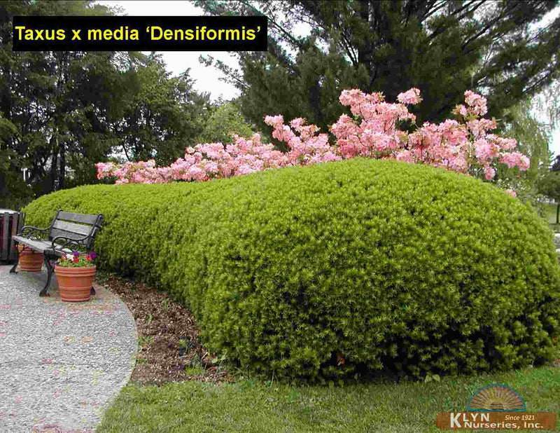 Taxus m densiformis 2&