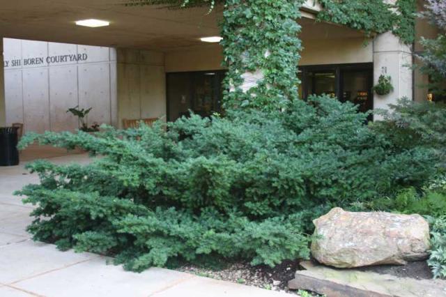 Taxus m Dark Green Spreader 