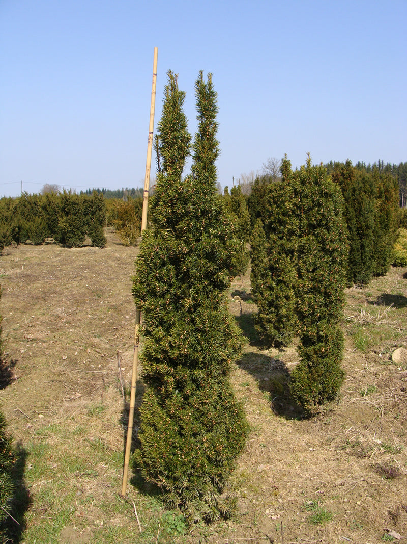 Taxus m Viridis 3&