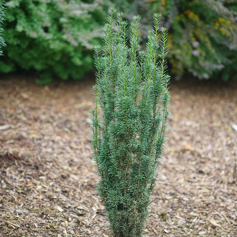 Taxus m Stonehenge 