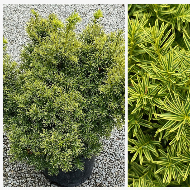 Taxus c Dwarf Bright Gold 