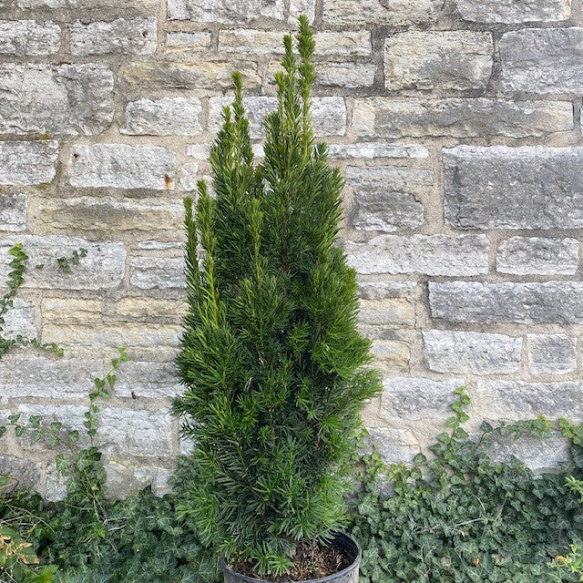 Taxus m Beanpole 