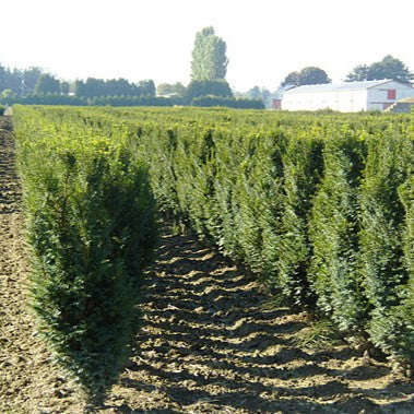 Taxus m H.M. Eddie 