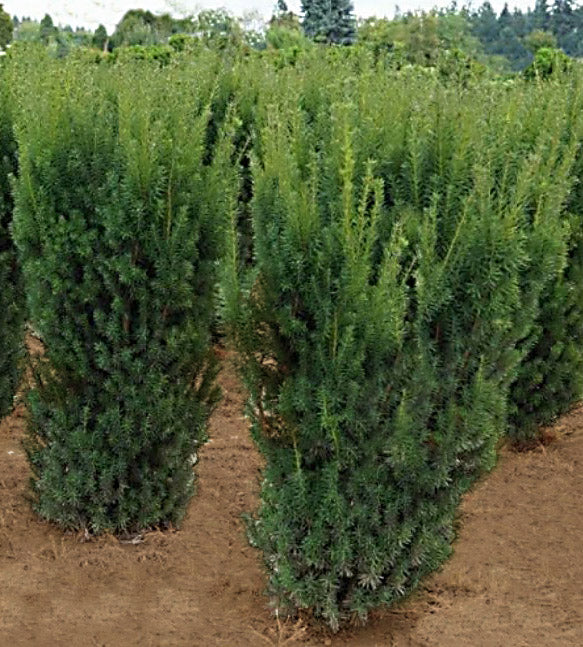 Taxus m Hicksii 5&