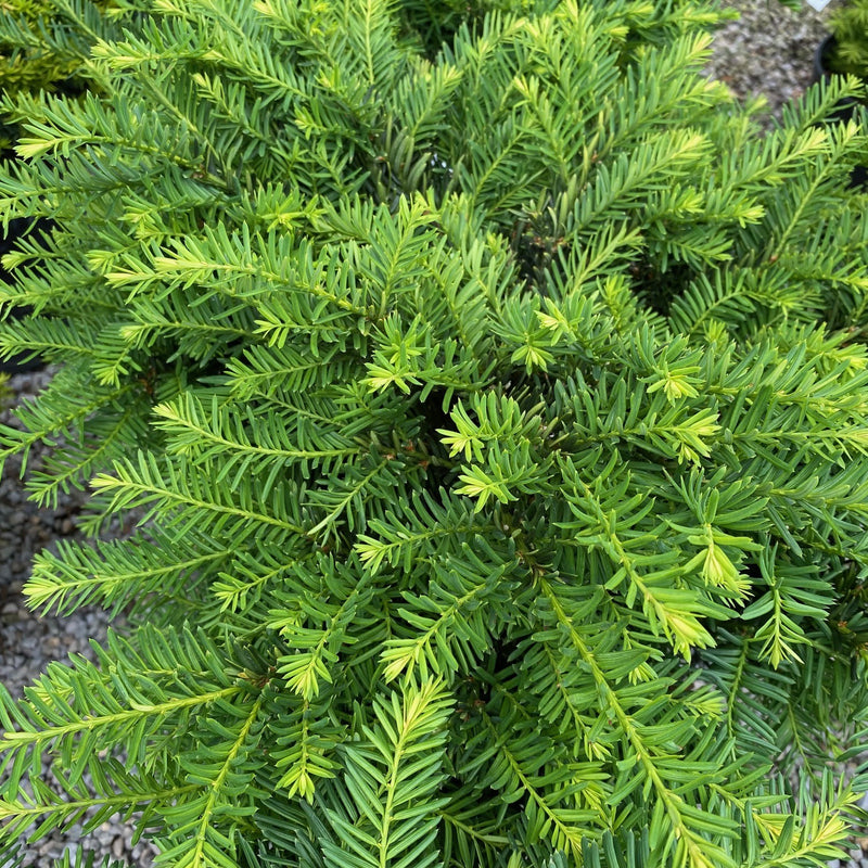 Taxus m Everlow 