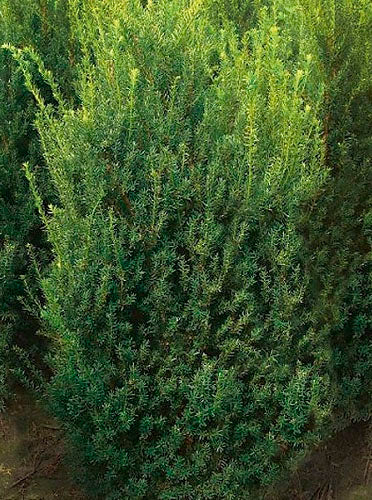 Taxus m Hilli 