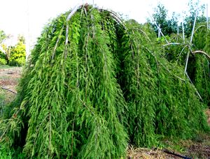 Taxodium d Cascade Falls 