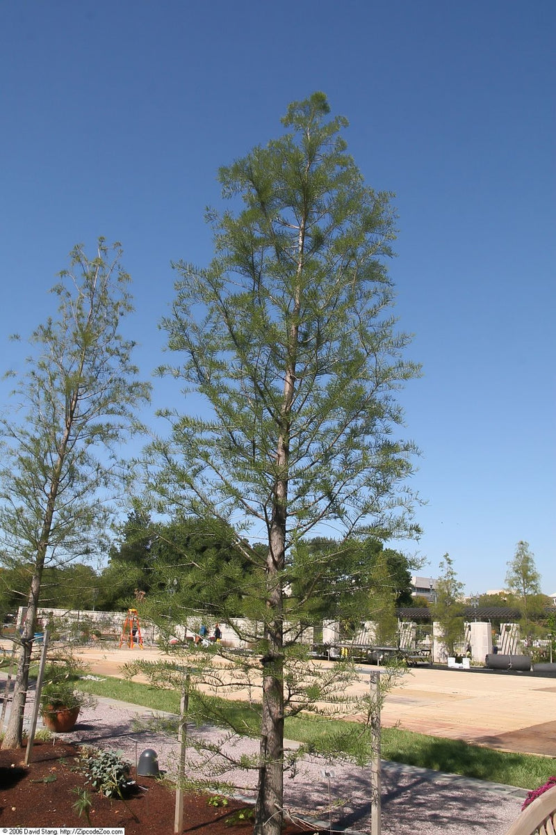 Taxodium ascenden 
