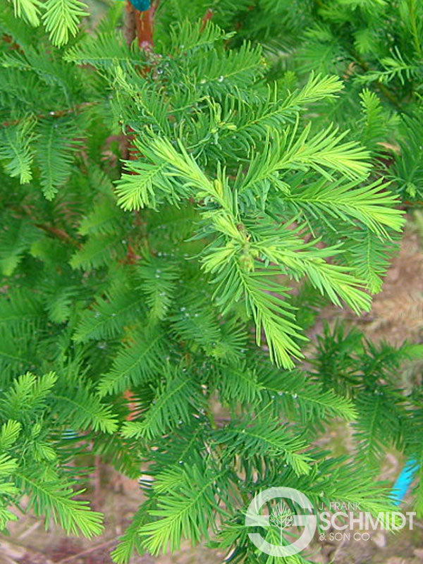 Taxodium d Green Whisper 