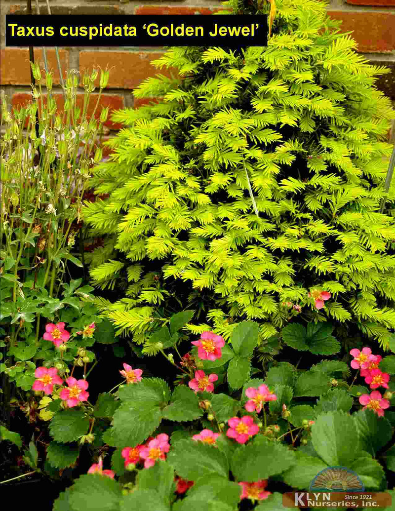 Taxus c Golden Jewel 