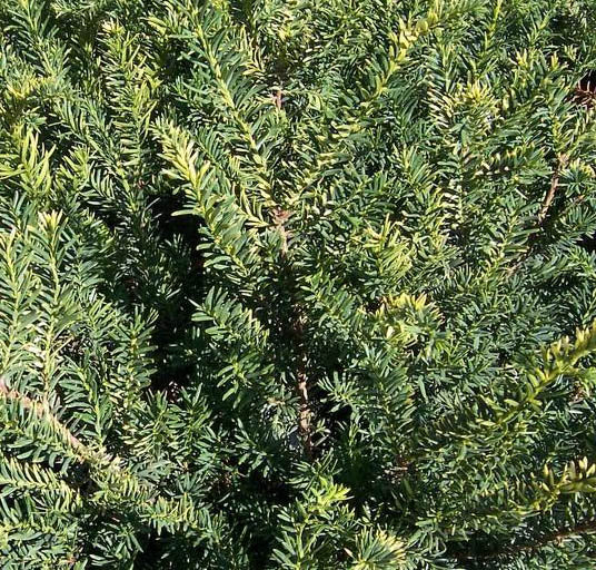 Taxus m 