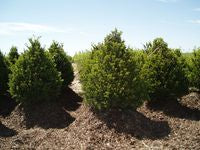 Taxus c Tvurdy 6&