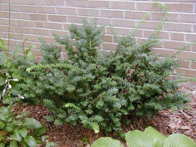 Taxus m Wardi 12"