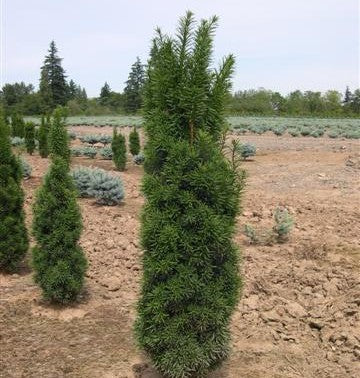 Taxus x media Stricta 3&