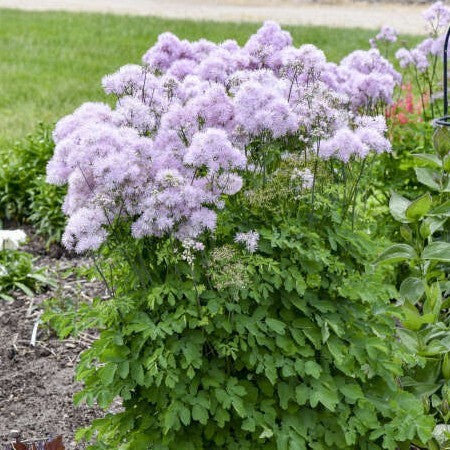 Thalictrum Cotton Candy PW