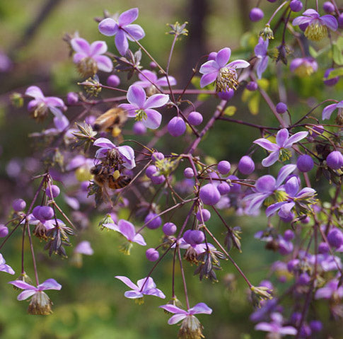 Thalictrum rochebrunianum 