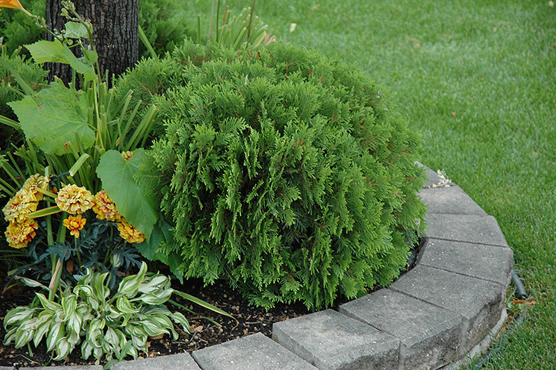 Thuja occ Danica 