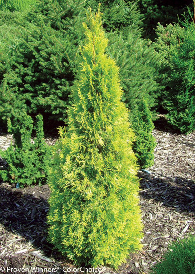 Thuja occ Polar Gold 