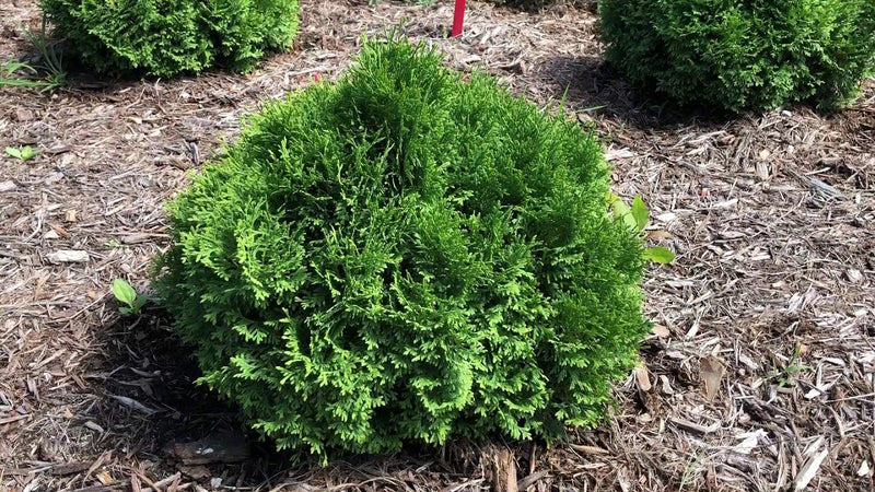 Thuja occ Tater Tot 