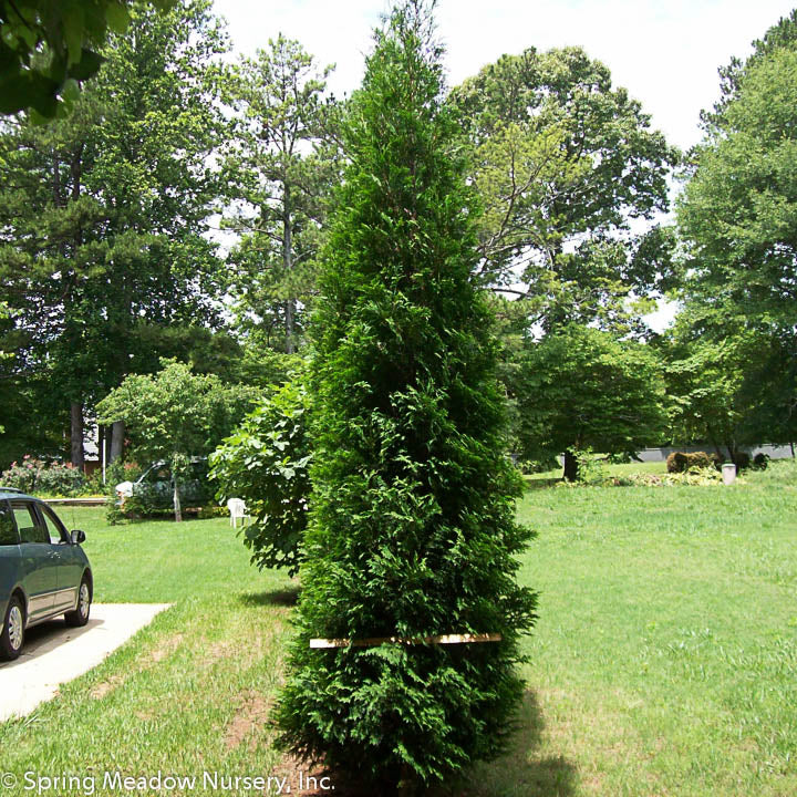 Thuja occ American Pillar 6&