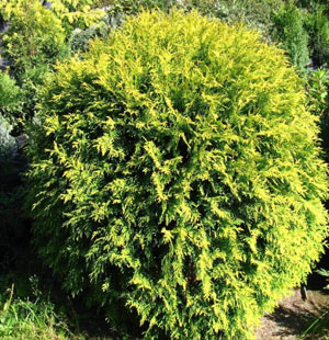 Thuja occ Golden Globe 