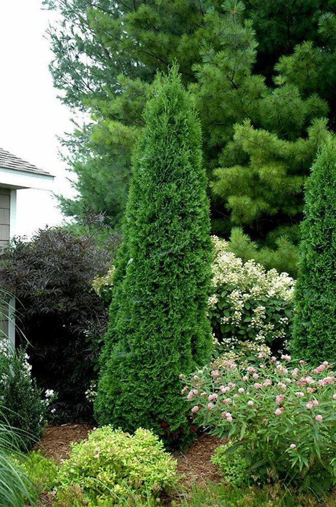 Thuja occ Hetz Wintergreen 8&